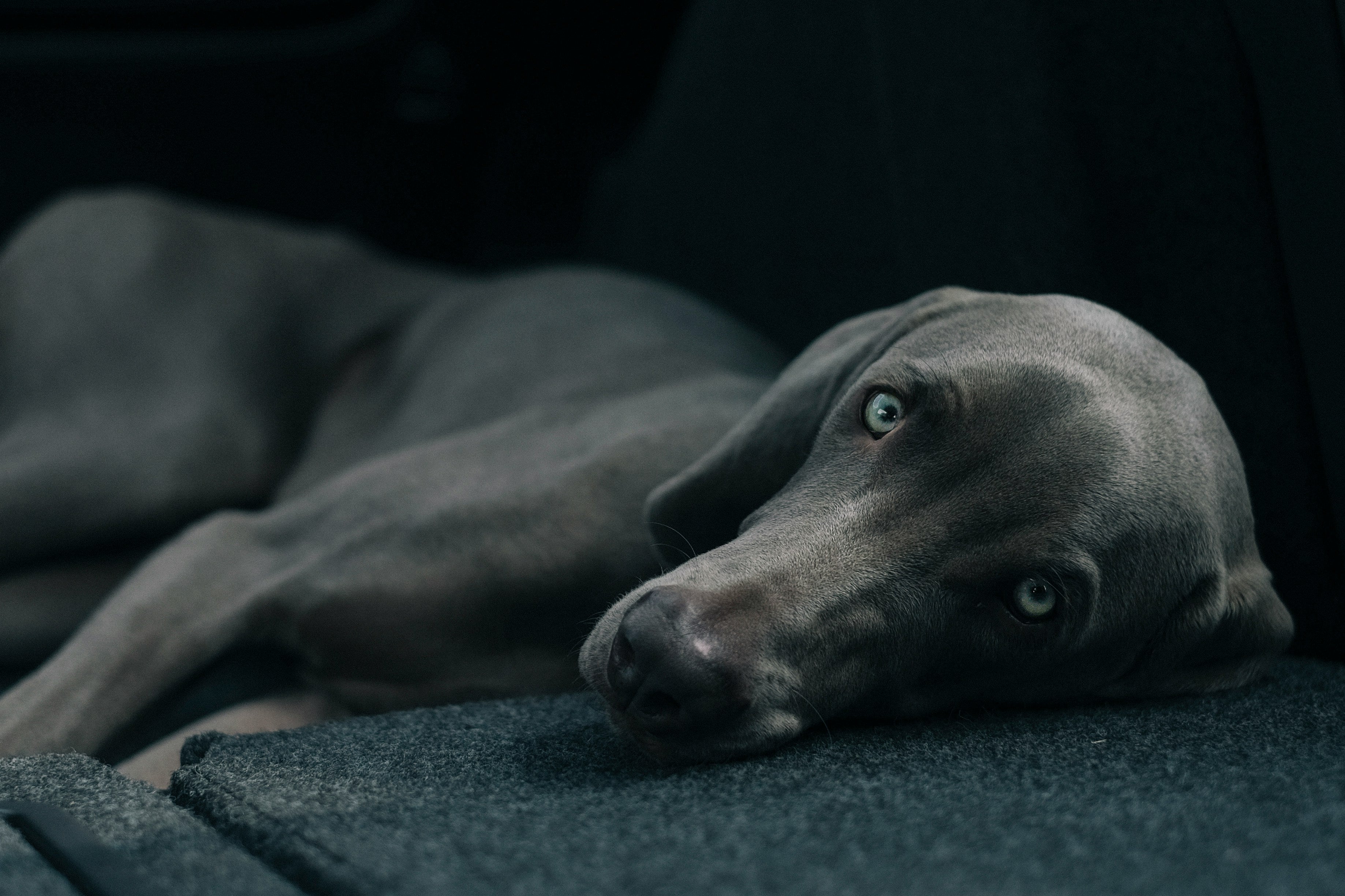 Dog lying on a dark surface with a dark background