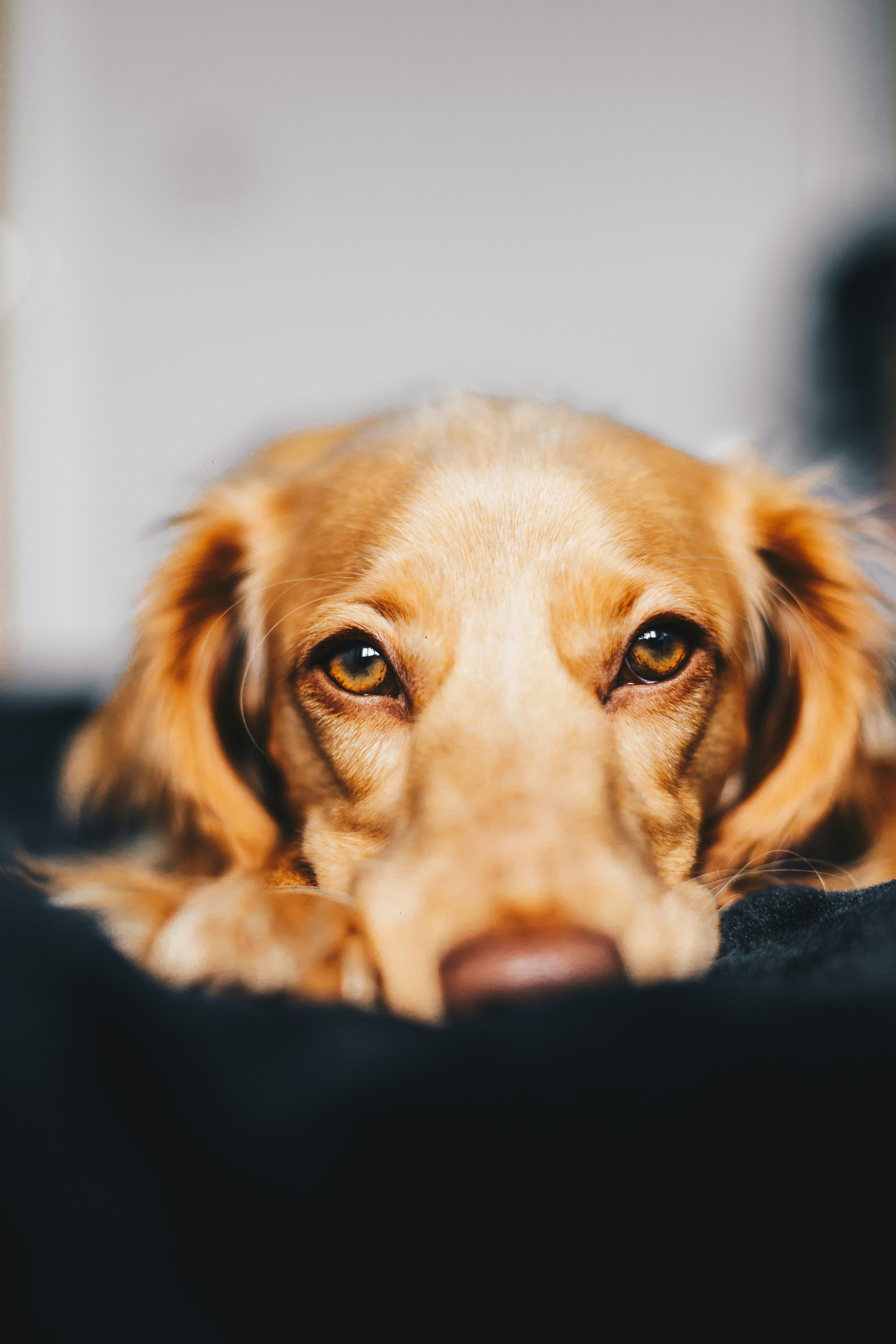 Face of golden dog resting head on cushion