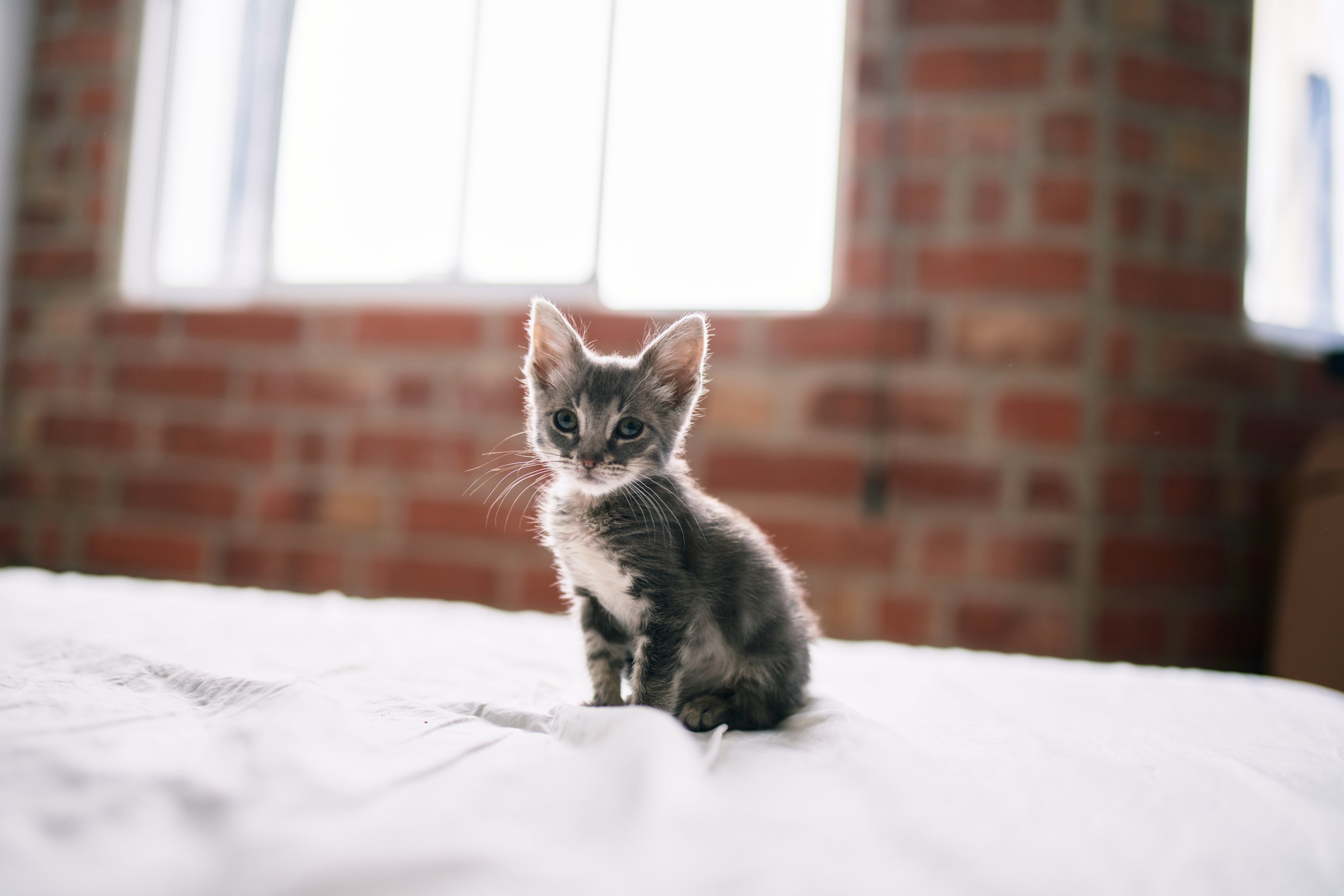 Tiny white and grey kitten sits on a bed inside a bedroom.